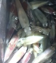 海龍丸(福岡) 釣果