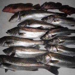 ルアー船マヒマヒ 釣果