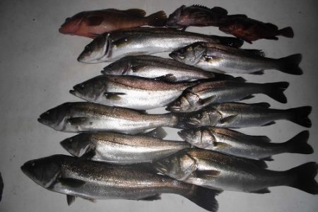 ルアー船マヒマヒ 釣果