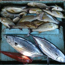 明神釣船 釣果