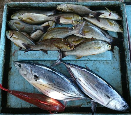明神釣船 釣果