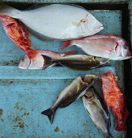 明神釣船 釣果