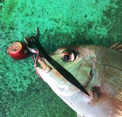 利弥丸(としやまる) 釣果