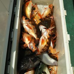 モンロー号 釣果