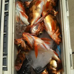 モンロー号 釣果