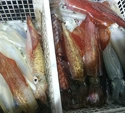 海龍丸(福岡) 釣果