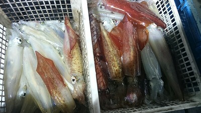 海龍丸(福岡) 釣果