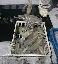 海龍丸(福岡) 釣果