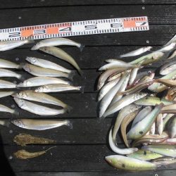 ルアー船マヒマヒ 釣果