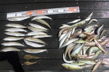 ルアー船マヒマヒ 釣果