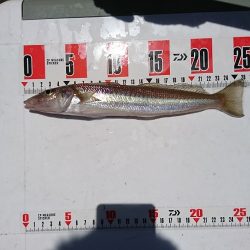 ルアー船マヒマヒ 釣果