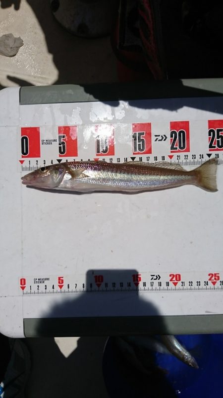 ルアー船マヒマヒ 釣果