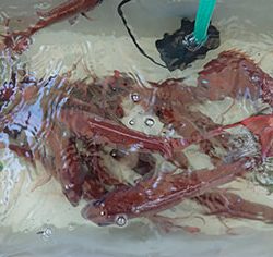 松本釣船2 釣果