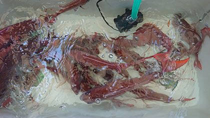 松本釣船２ 釣果