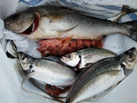 おおせき丸 釣果