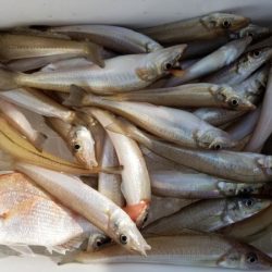 オーフリー 釣果