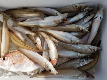 オーフリー 釣果