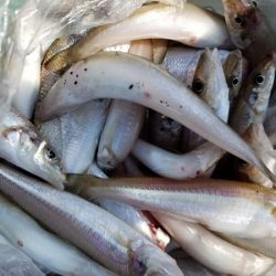 オーフリー 釣果