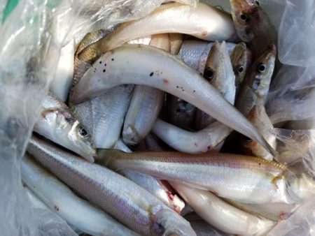 オーフリー 釣果