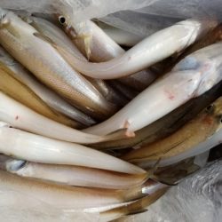 オーフリー 釣果