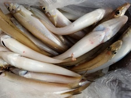 オーフリー 釣果