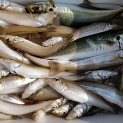 オーフリー 釣果