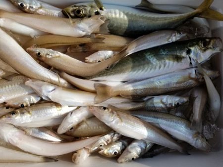 オーフリー 釣果