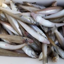 オーフリー 釣果