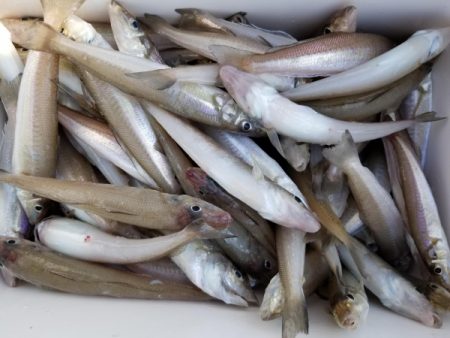 オーフリー 釣果