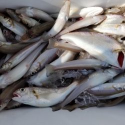 オーフリー 釣果