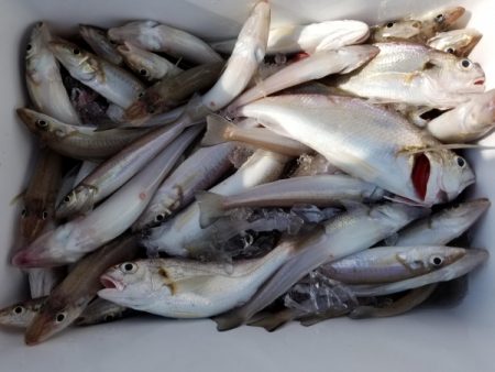 オーフリー 釣果