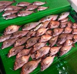 利弥丸(としやまる) 釣果