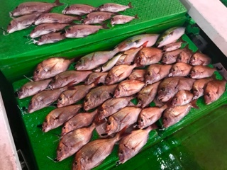 利弥丸(としやまる) 釣果