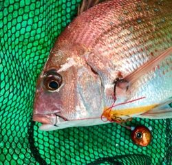 利弥丸(としやまる) 釣果