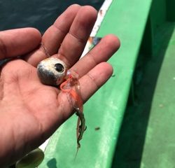 利弥丸(としやまる) 釣果