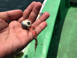 利弥丸(としやまる) 釣果