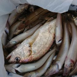 オーフリー 釣果