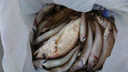 オーフリー 釣果