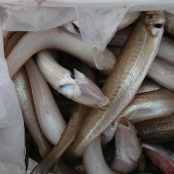 オーフリー 釣果