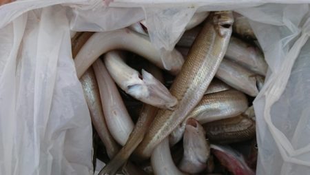 オーフリー 釣果