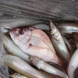 オーフリー 釣果