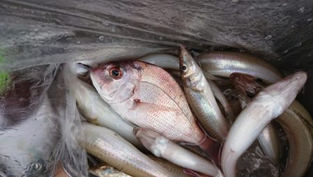 オーフリー 釣果