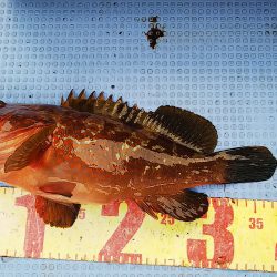 第二常豊丸 釣果