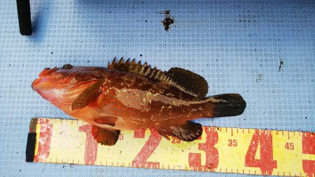 第二常豊丸 釣果