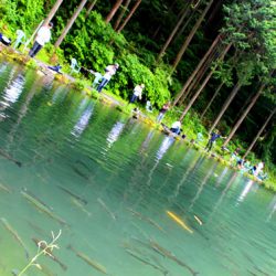 小菅トラウトガーデン 釣果