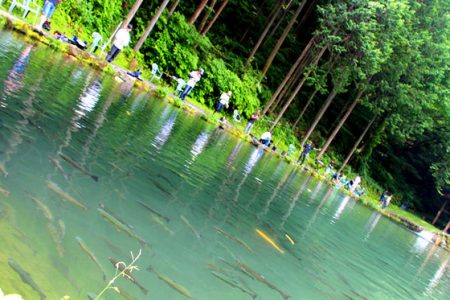 小菅トラウトガーデン 釣果