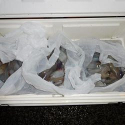 第二一之紀丸（ダイニイチノキマル） 釣果