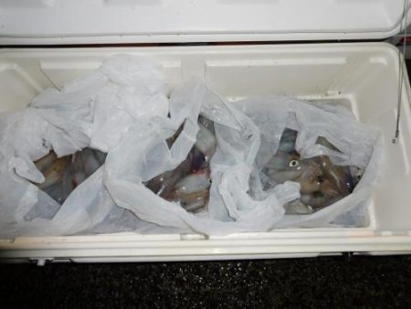 第二一之紀丸（ダイニイチノキマル） 釣果