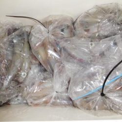 第二一之紀丸（ダイニイチノキマル） 釣果