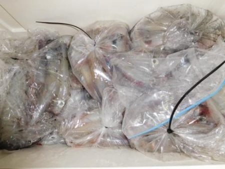 第二一之紀丸（ダイニイチノキマル） 釣果